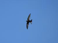 Martinet noir