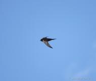 Martinet noir, Camargue, mai 2021