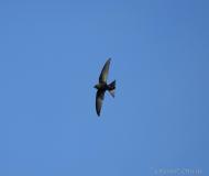 Martinet noir, Camargue, mai 2021