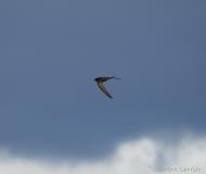 Martinet noir, Camargue, mai 2021
