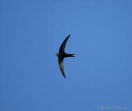 Martinet noir, Camargue, mai 2021