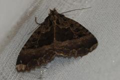 Maure, papillon, Drôme, juillet 2025