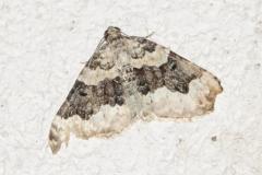 Mélanthie du Caille-Lait, papillon, Drôme, juin 2025