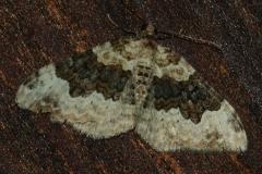 Mélanthie du Caille-Lait, papillon, Drôme, juin 2026