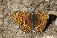Mélitée des centaurées, papillon, Drôme, mai 2026