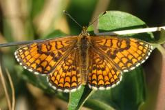 Mélitée des linaires, papillon Drôme, août 2025