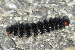 Mélitée du plantain, chenille, Drôme,  mars 2026