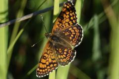Mélitée du plantain, papillon, Drôme,  juillet 2025