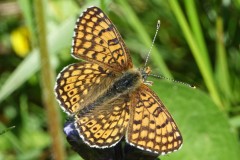 Mélitée du plantain, papillon, Drôme, mai 2025