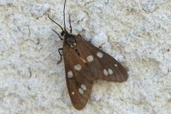 Ménagère, papillon, Drôme, juin 2026