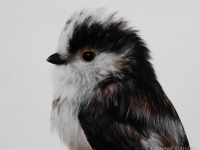 Oiseaux