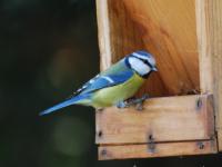 Mésange bleue