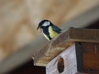 Mésange charbonnière
