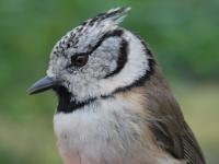 Mésange huppée