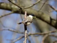 Mésange nonnette