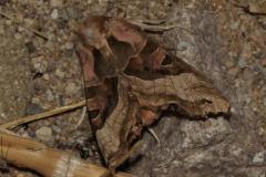 Méticuleuse , papillon, Drôme, mai 2025