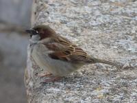 Moineau domestique