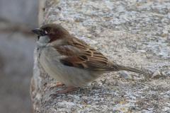 Moineau domestique, mâle, Espagne, décembre 2025