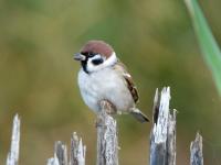 Moineau friquet
