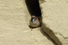 Moineau friquet, Drôme, février 2026