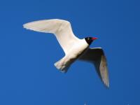 Mouette mélanocéphale