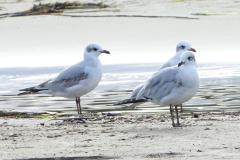 Mouette mélanocéphale, Delta de l'Ebre, décembre 2025