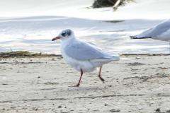 Mouette mélanocéphale, Delta de l'Ebre, décembre 2025
