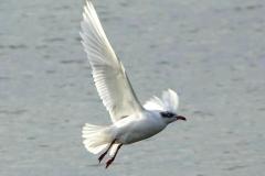 Mouette mélanocéphale, Delta de l'Ebre, décembre 2025