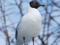 Mouette rieuse