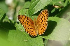 Nacré de la ronce, papillon, Drôme, juin 2024