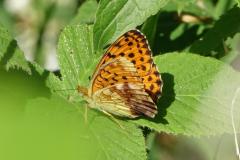 Nacré de la ronce, papillon, Drôme, juin 2024