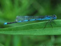 Naïade aux yeux bleus