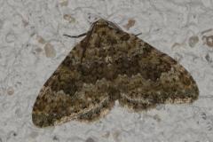 Nébuleuse délavée, papillon, Drôme, septembre 2025