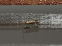 Adelidae