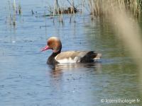 Nette rousse
