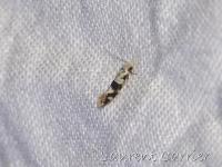 Tineidae