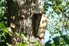 Nichoir à Grimpereau, utilisé une seule fois en 20 ans, Drôme des collines