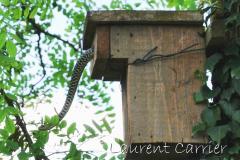 Une couleuvre verte et jaune ressort d'un nichoir après avoir mangé une nichée de Mésange charbonnière,  juillet 2009, Drôme des collines