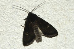 Noctuelle Anthracite, papillon, Drôme, octobre 2026