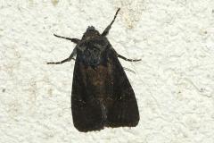 Noctuelle Anthracite, papillon, Drôme, octobre 2026
