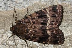 Noctuelle berbère, papillon, Drôme, juin 2026