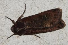 Noctuelle blessée, papillon, Drôme, septembre 2025