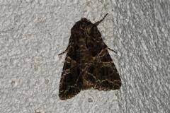 Noctuelle capsulaire, papillon, Drôme, mai 2025