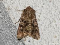 Noctuelle carpophage