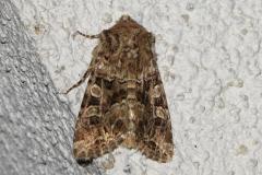 Noctuelle carpophage, papillon, Drôme, avril 2026