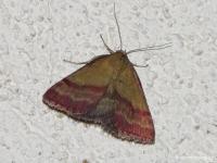 Noctuelle couleur de bronze