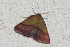 Noctuelle couleur de bronze, papillon, Drôme, juin 2025