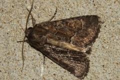 Noctuelle cythérée, papillon, Drôme, septembre 2025