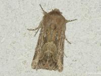 Noctuelle de Duméril