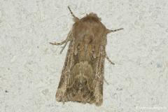 Noctuelle de Duméril, papillon, Drome, septembre 2026